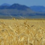 Campo-in America-coltivato-a.kamut