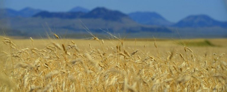 Campo-in America-coltivato-a.kamut