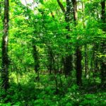 verde-nel-bosco