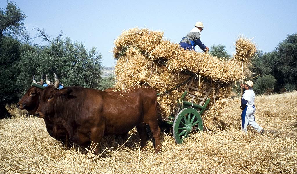 carro-di-grano-con-buoi