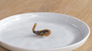 insetto-nel-piatto